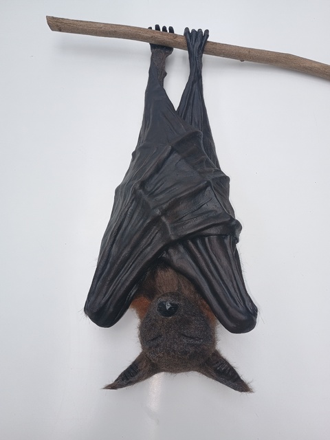 Faux Taxidermy Model of a Golden-Crowned flying Fox